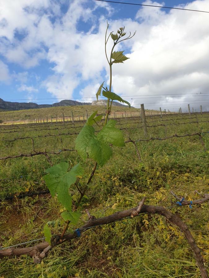 Sonklip Hotell Stellenbosch Exteriör bild